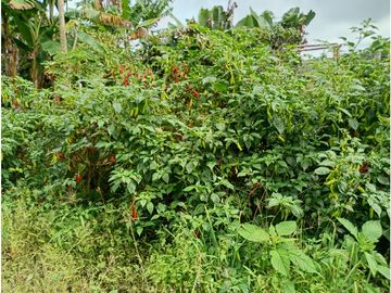 Venta Finca Filandia Quindio - Colombia COD: 8975599