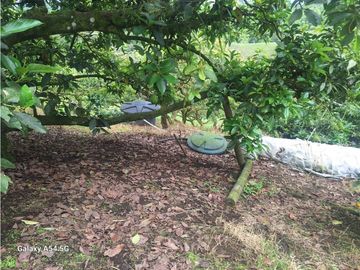 Venta Finca Filandia Quindio - Colombia COD: 8975599