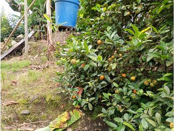 Venta Finca Filandia Quindio - Colombia COD: 8975599