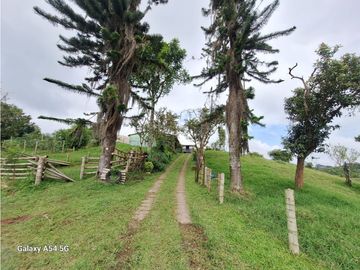 Venta Finca Filandia Quindio - Colombia COD: 8975599