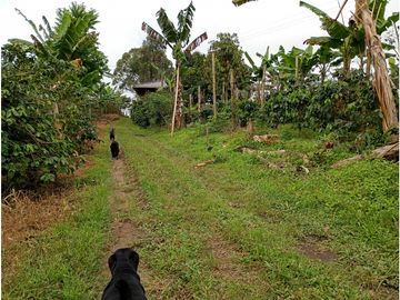 Venta Finca Filandia Quindio - Colombia COD: 8975599
