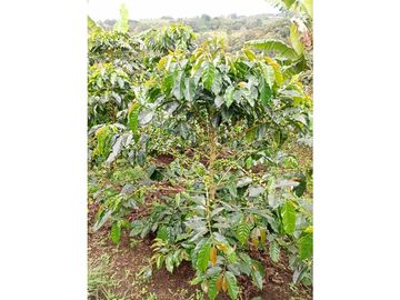Venta Finca Filandia Quindio - Colombia COD: 8975599