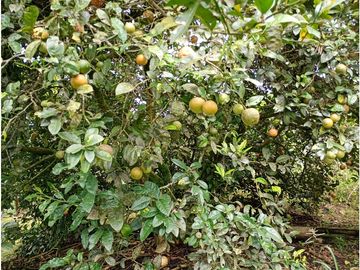 Venta Finca Filandia Quindio - Colombia COD: 8975599