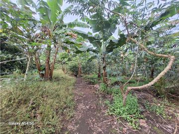 Venta Finca Filandia Quindio - Colombia COD: 8975599