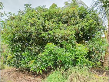 Venta Finca Filandia Quindio - Colombia COD: 8975599