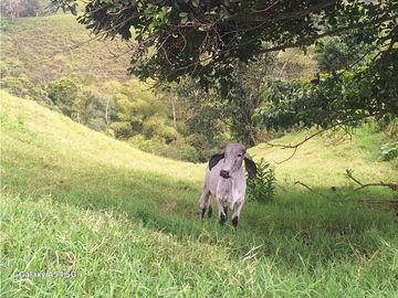 Venta Finca Filandia Quindio - Colombia COD: 8975599