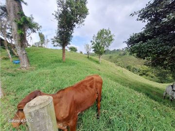 Venta Finca Filandia Quindio - Colombia COD: 8975599