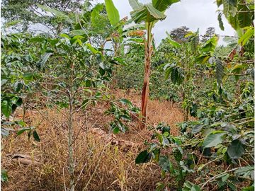 Venta Finca Filandia Quindio - Colombia COD: 8975599
