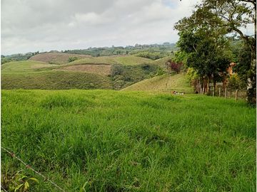 Venta Finca Filandia Quindio - Colombia COD: 8975599