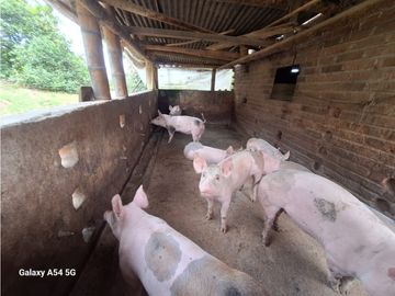 Venta Finca Filandia Quindio - Colombia COD: 8975599