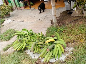 Venta Finca Filandia Quindio - Colombia COD: 8975599