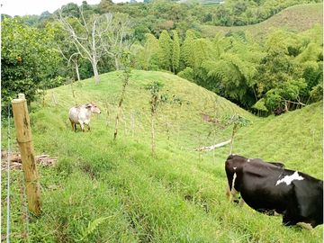 Venta Finca Filandia Quindio - Colombia COD: 8975599