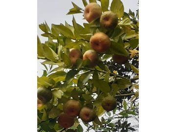 Venta de finca campestre y  productiva la  cumbre  VC  Wasi 9035571