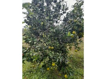 Venta de finca campestre y  productiva la  cumbre  VC  Wasi 9035571