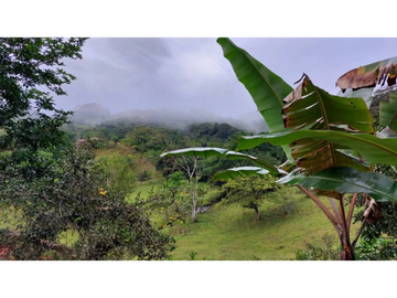 CAPIRA / CIRI GRANDE / FINCA / 1.5 HECTAREA