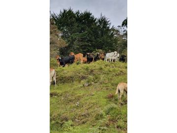 LOTE EN PARCELACION SAN VICENTE DE FERRER ANTIOQUIA