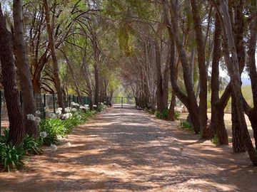 CASA CON VIÑEDO EN VENTA / SAN MIGUEL DE ALLENDE / RANCHO LA LOMA