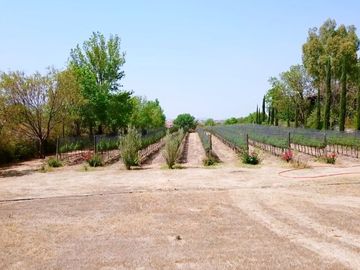 CASA CON VIÑEDO EN VENTA / SAN MIGUEL DE ALLENDE / RANCHO LA LOMA