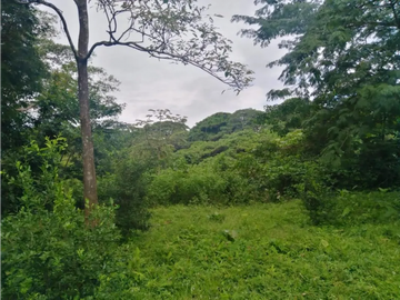 CHORRERA / LA ARENOSA / FINCA / 78 HECTAREAS / CERCA DEL LAGO GATUN