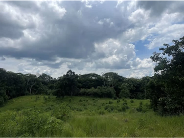 CHORRERA / LA ARENOSA / FINCA / 78 HECTAREAS / CERCA DEL LAGO GATUN
