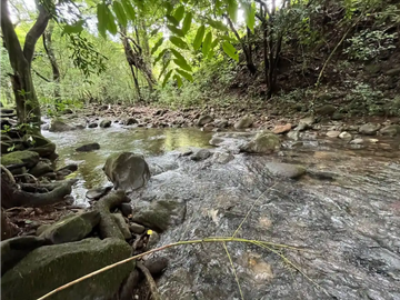 CHORRERA / LA ARENOSA / FINCA / 78 HECTAREAS / CERCA DEL LAGO GATUN
