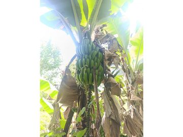 FINCA VENTA LOS PIRINEOS KM 37 VIA QUEREMAL DAGUA