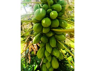 FINCA VENTA LOS PIRINEOS KM 37 VIA QUEREMAL DAGUA