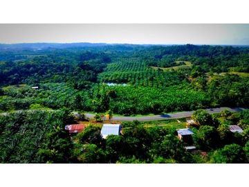 SE VENDE TERRENO CON PLANTACION DE PALMA, YURIMAGUAS, LORETO