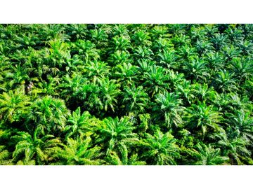 SE VENDE TERRENO CON PLANTACION DE PALMA, YURIMAGUAS, LORETO