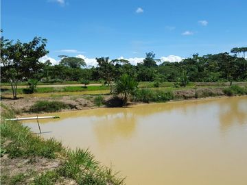 SE VENDE TERRENO RUSTICO CON PISCIGRANJAS EN YURIMAGUAS, LORETO