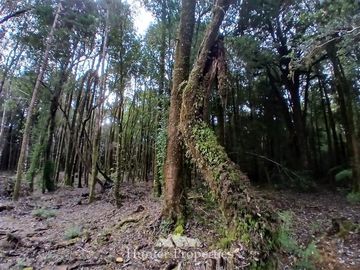 Parcela en Venta en Fundo las cumbres