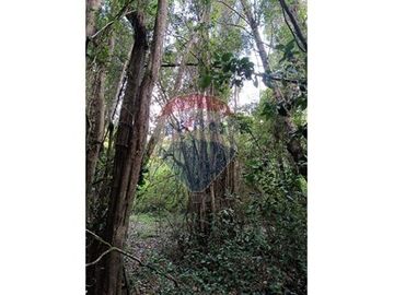 Descubre Tu Oasis en Rio Bueno