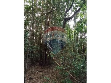 Descubre Tu Oasis en Rio Bueno