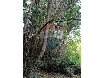 Descubre Tu Oasis en Rio Bueno