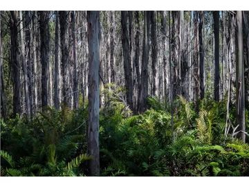 ¡Descubre tu Paraíso en Chiloé!