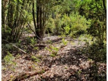¡A tan solo 40 km de Valdivia, descubre tu refugio natural!