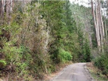 ¡A tan solo 40 km de Valdivia, descubre tu refugio natural!