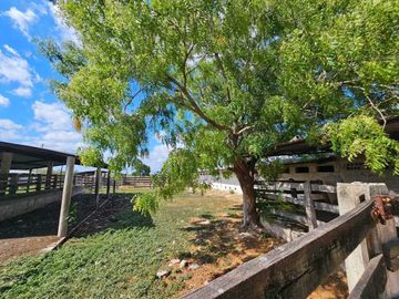 Rancho en venta, de 24 hectáreas, a sólo 15 minutos de Mérida Yuc.