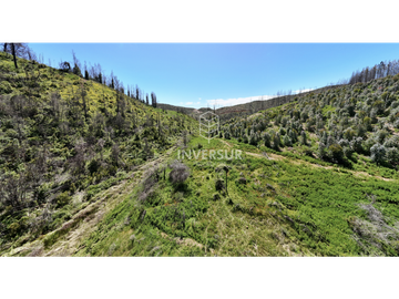 12 HEC DE TERRENO AGRICOLA CON PLANTACIÓN FORESTAL