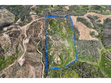 12 HEC DE TERRENO AGRICOLA CON PLANTACIÓN FORESTAL