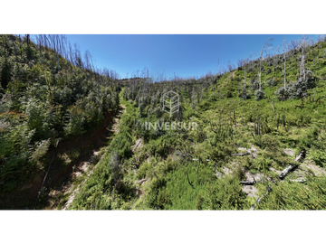 12 HEC DE TERRENO AGRICOLA CON PLANTACIÓN FORESTAL