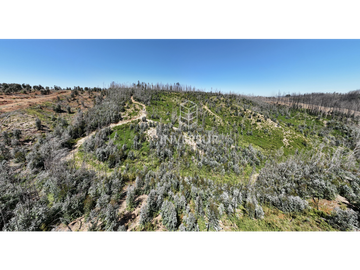 12 HEC DE TERRENO AGRICOLA CON PLANTACIÓN FORESTAL
