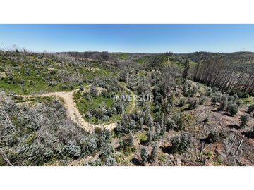 12 HEC DE TERRENO AGRICOLA CON PLANTACIÓN FORESTAL