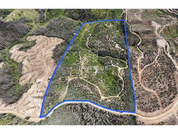 12 HEC DE TERRENO AGRICOLA CON PLANTACIÓN FORESTAL