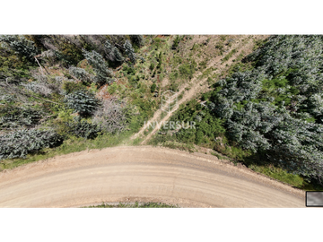 12 HEC DE TERRENO AGRICOLA CON PLANTACIÓN FORESTAL
