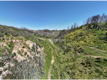 12 HEC DE TERRENO AGRICOLA CON PLANTACIÓN FORESTAL