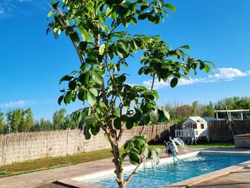 Cabaña en Venta en El Carrizal de Abajo: !!