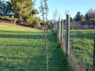 LONCOCHE/VILLARRICA