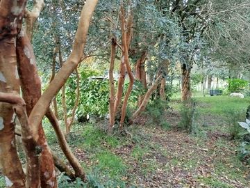 Parcela en Venta en Orillas Rio San Pedro a 5 km de ruta 5 sur