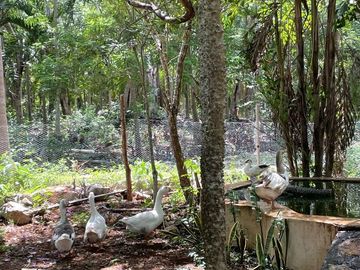 Finca en venta | ENTREGA INMEDIATA |